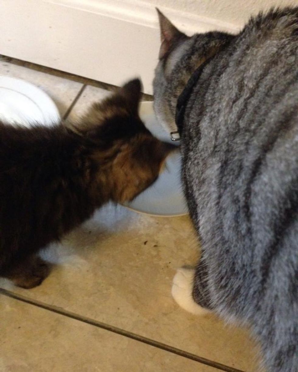 Cat Brought Home a Little Friend and Decided He was There to Stay