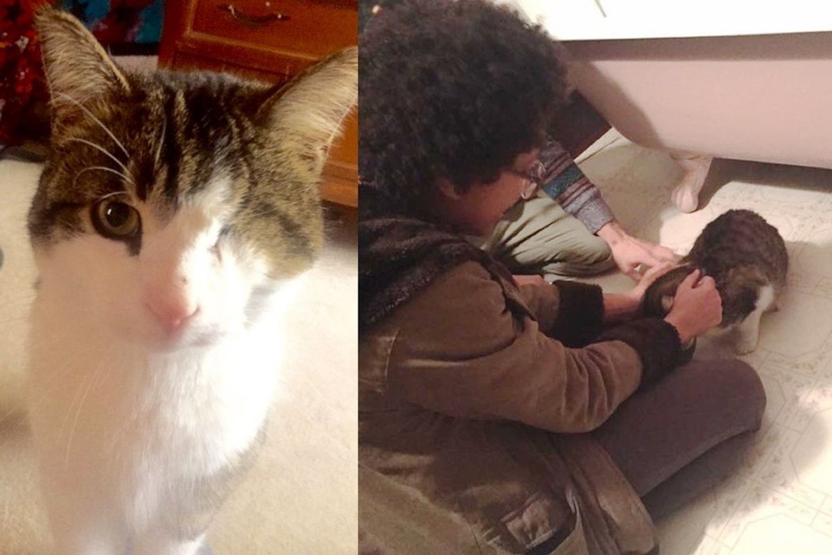 lost one-eyed cat found his family after 8 months