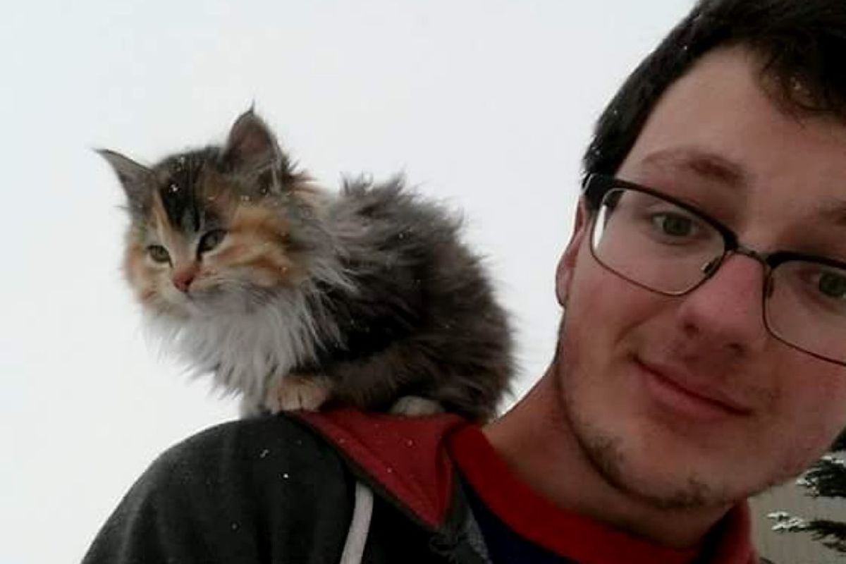 farm calico kitten walked up to man shoulder cat