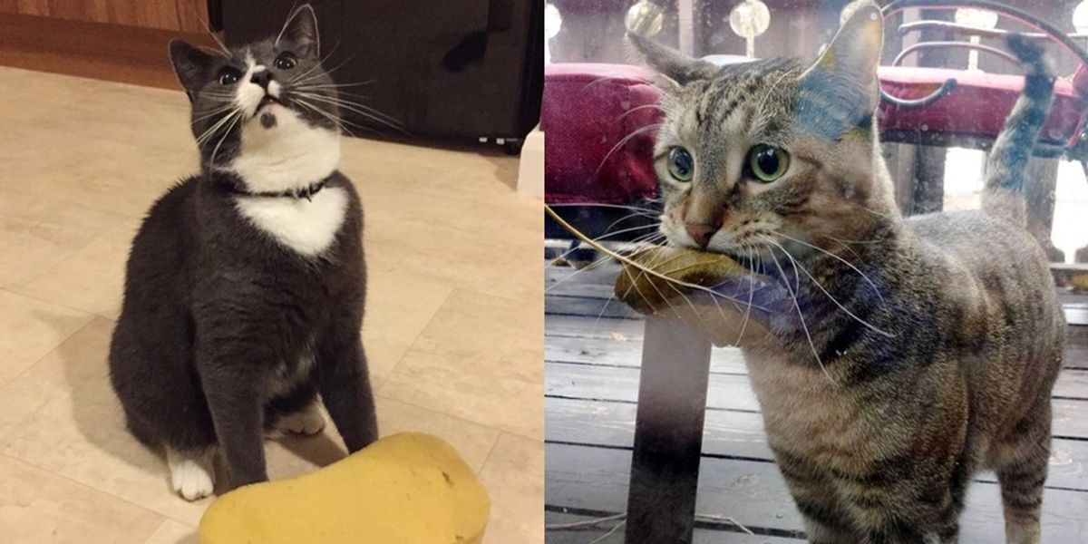 Image showcasing These 9 Cats Bring Their Humans Some Unusual Gifts - Love Meow