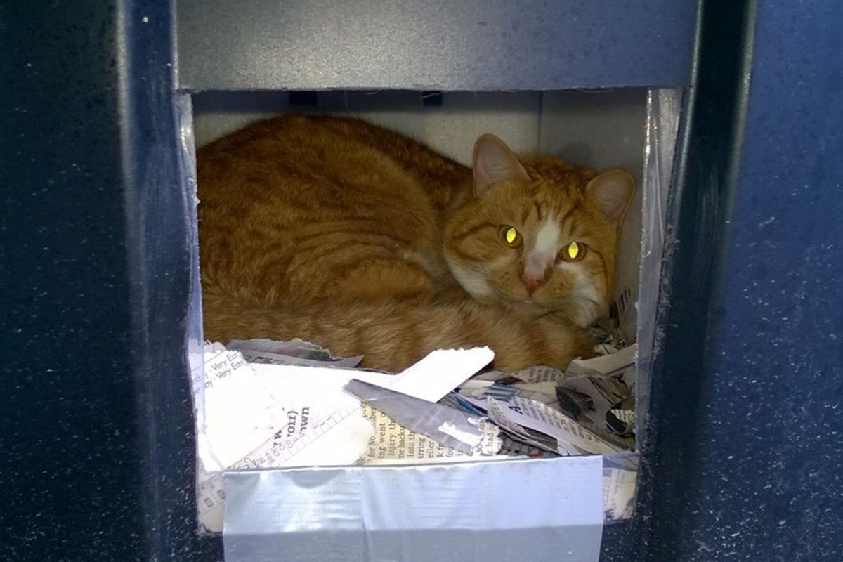 man built shelter for an abandoned cat