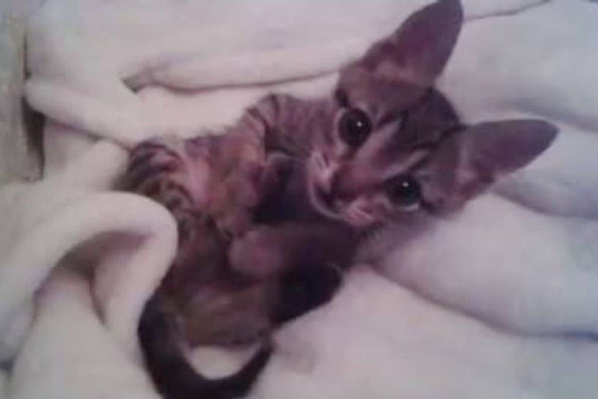 kitten rescued from roadside found love