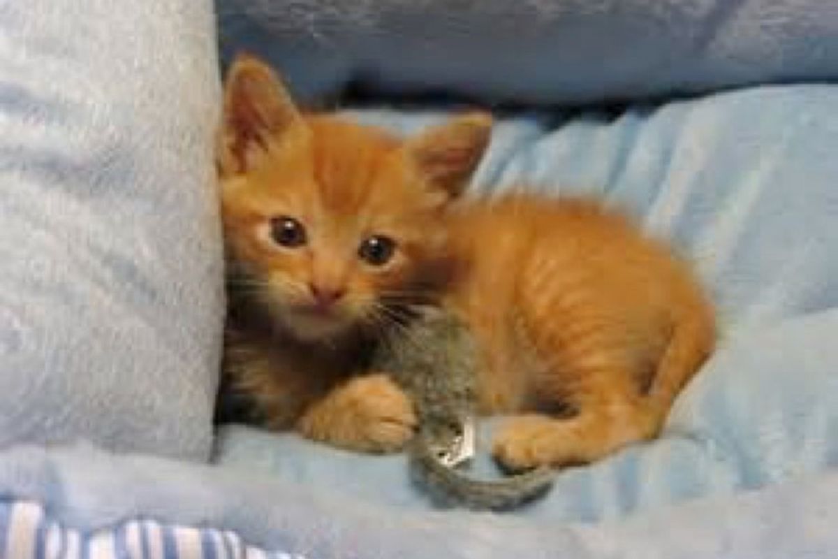 ginger cat born with 3 legs knows he's purrfect
