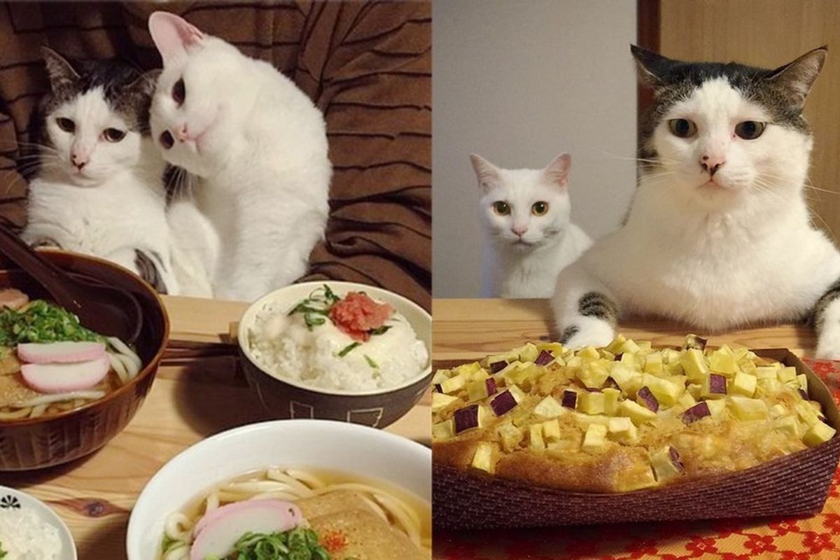 cats watch their humans eat dinner time
