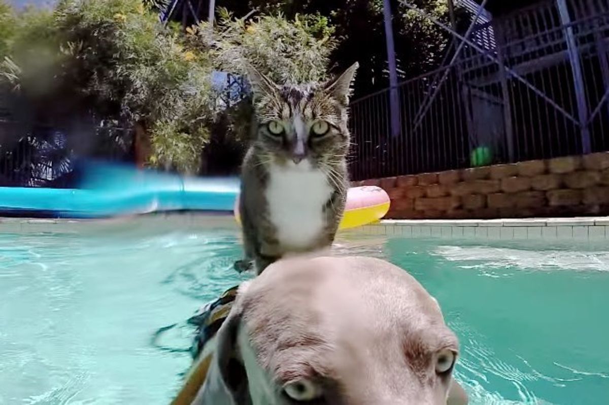 didga cat enjoys pool with dog