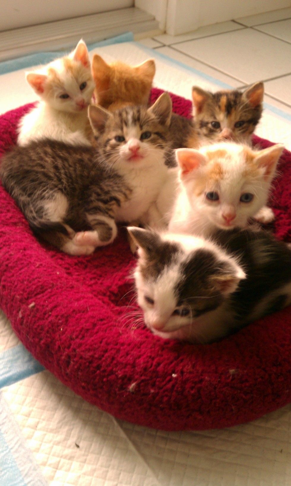 7 Orphan Kittens Transform into Beautiful Cats Love Meow