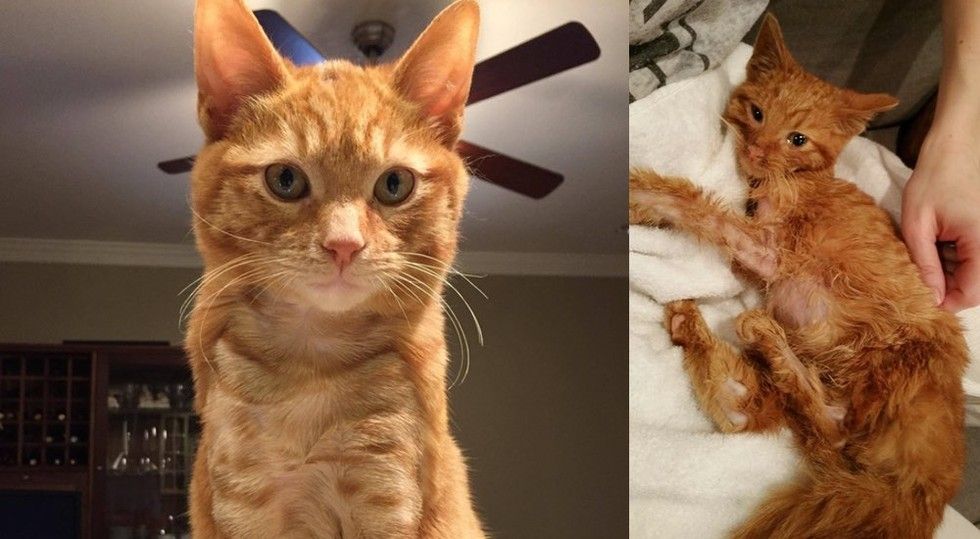 Nobody Thought This Ginger Cat Would Survive the First Night, a Month Later.. Love Meow