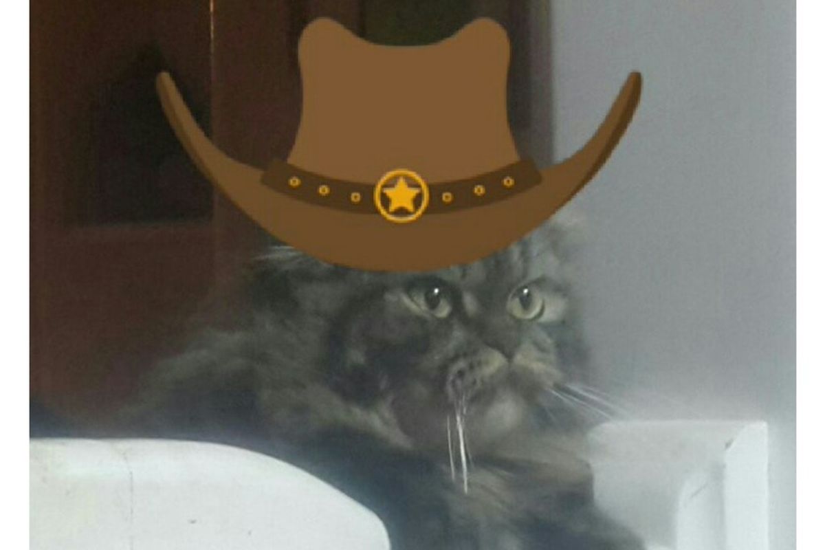 This cat thinks that she could be Uncle Pecos.