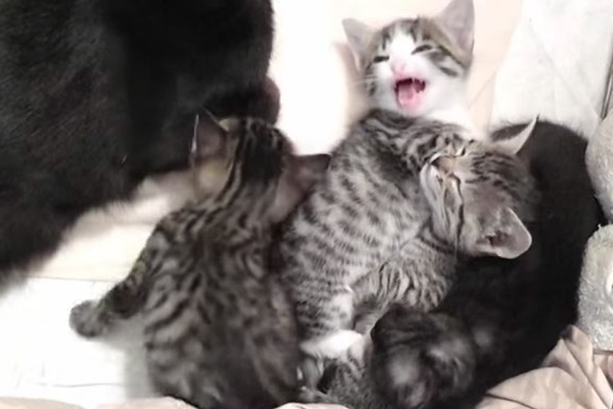 talkative kittens talking to cat mom