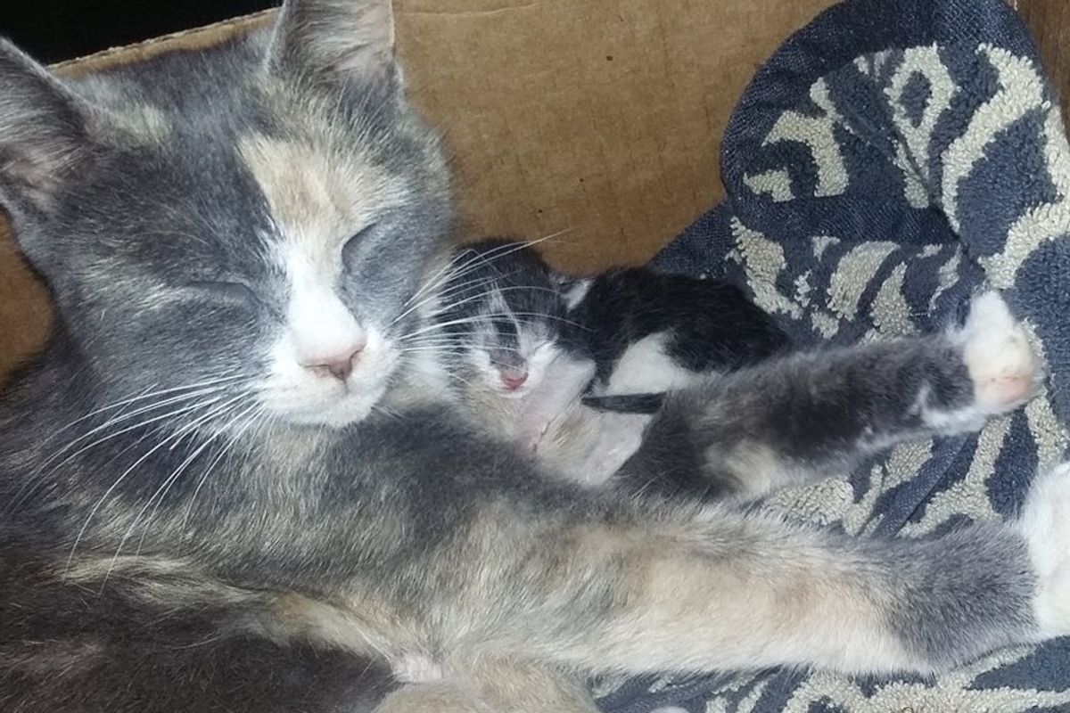 stray calico cat brings friend precious gift