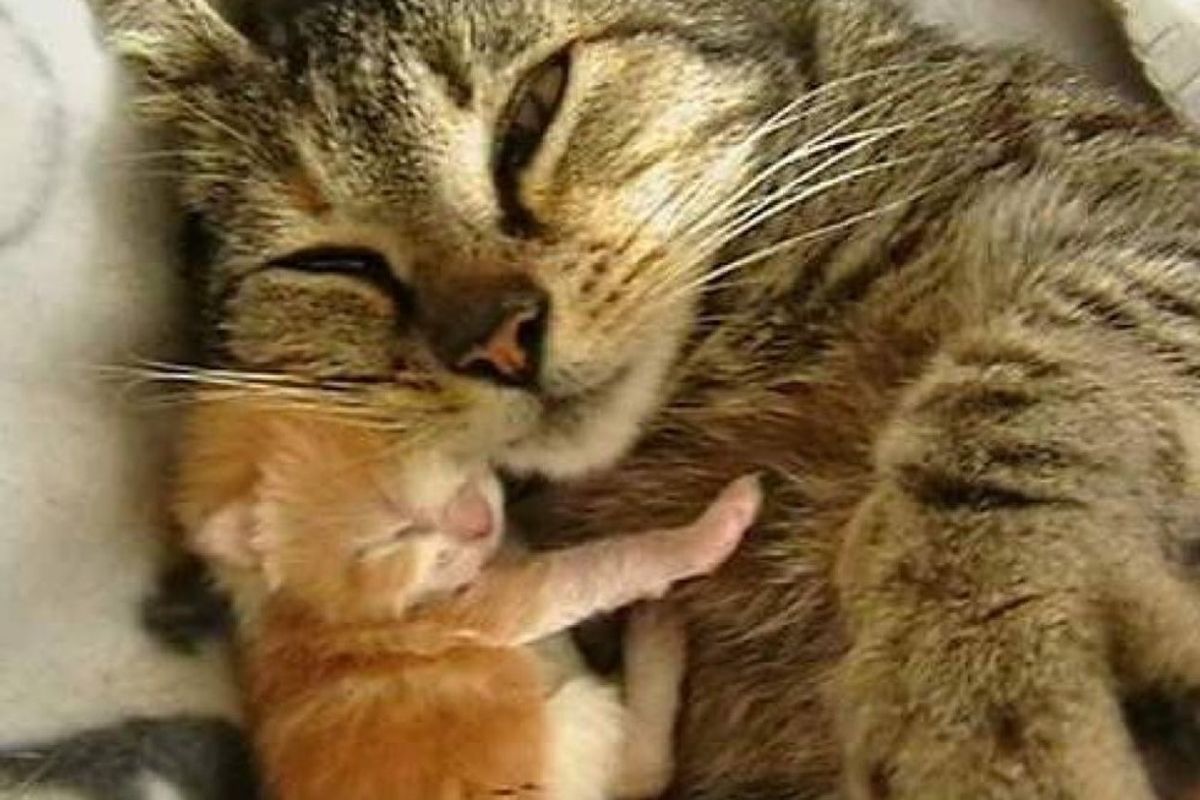 stray cat picks woman to help her with her babies