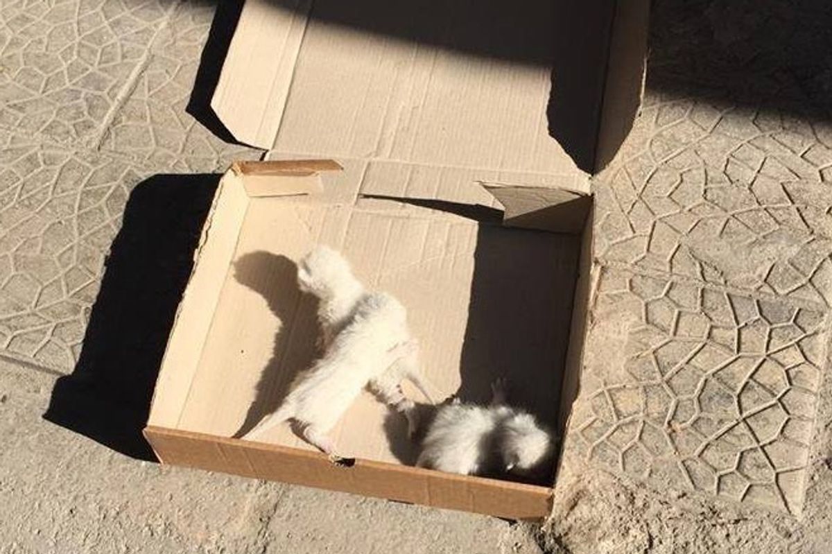 Woman Finds 3 Helpless Kittens on the Street and Gives Them What They Desperately Need