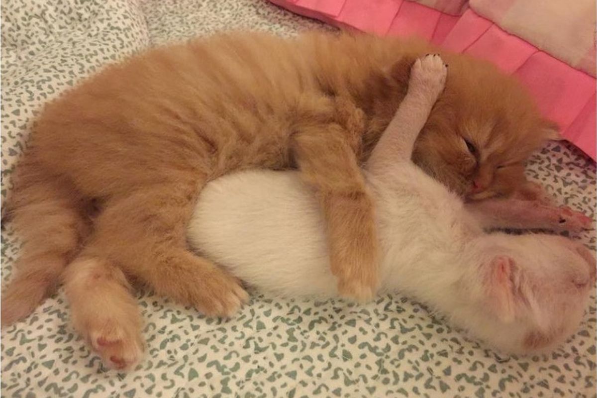 Tiny Kittens and Cat Mom Take in a Tinier Orphaned Kitten and Love Him Like Family