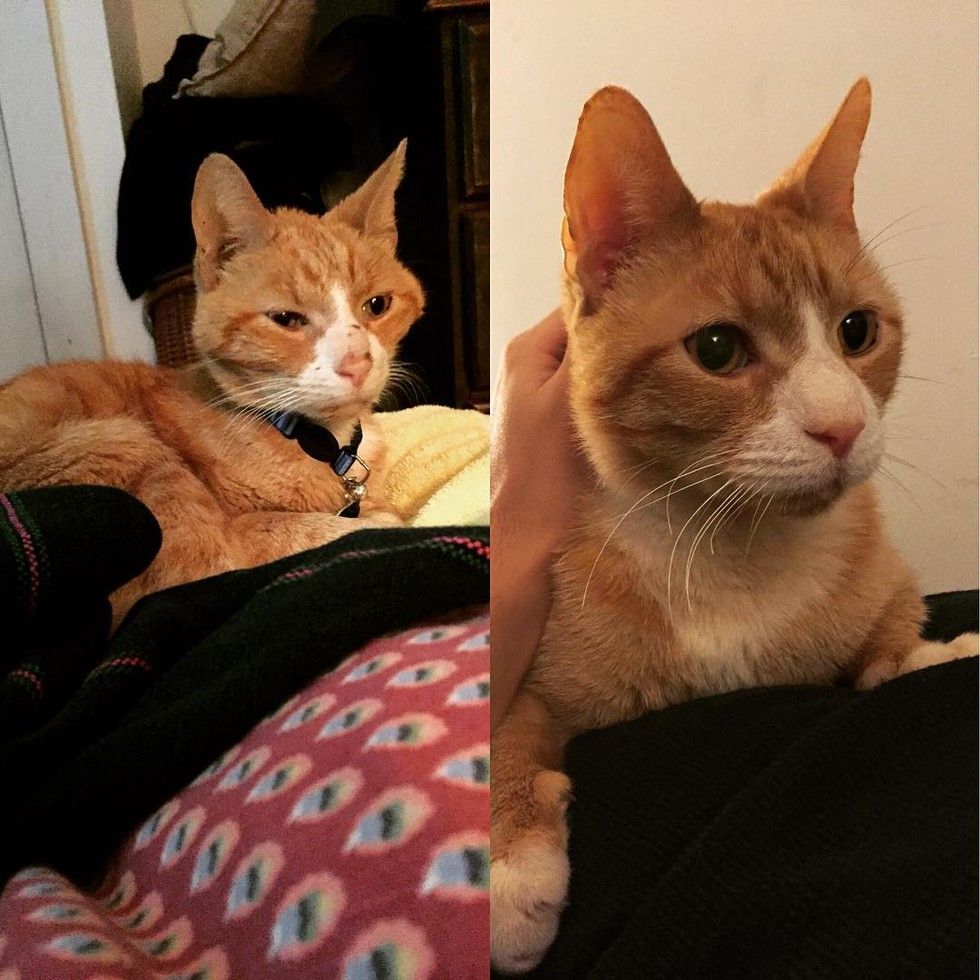 Cat Found Emaciated in Park Surprises His Humans with His True Purrsonality! Love Meow