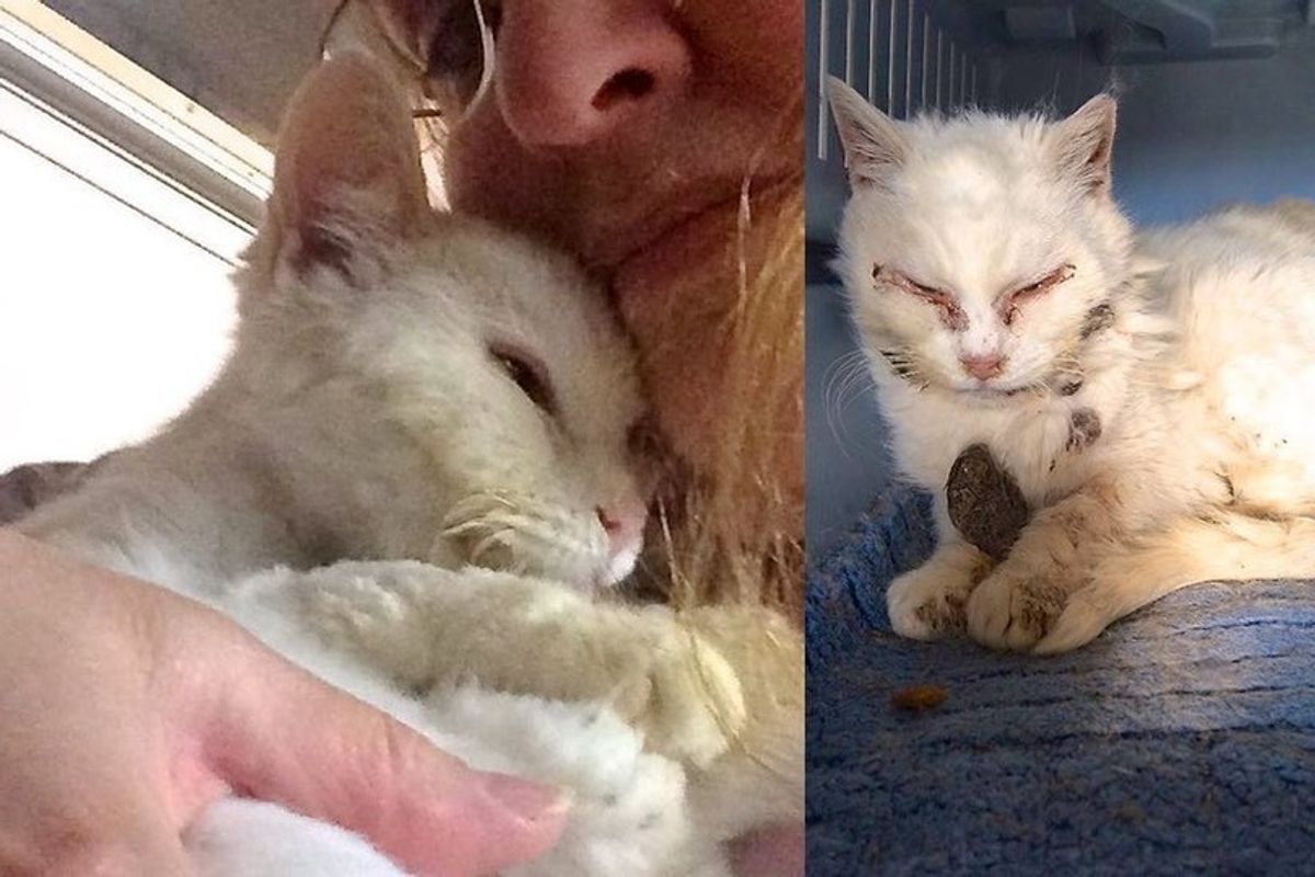 Feral Cat Saved by Kind Woman and Felt Loved for the First Time