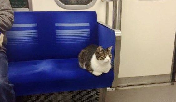 Кот в метро
