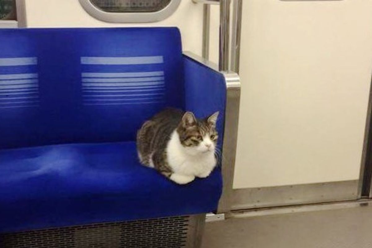 This Cat Takes Regular Rides on Tokyo Subway Train All By Himself