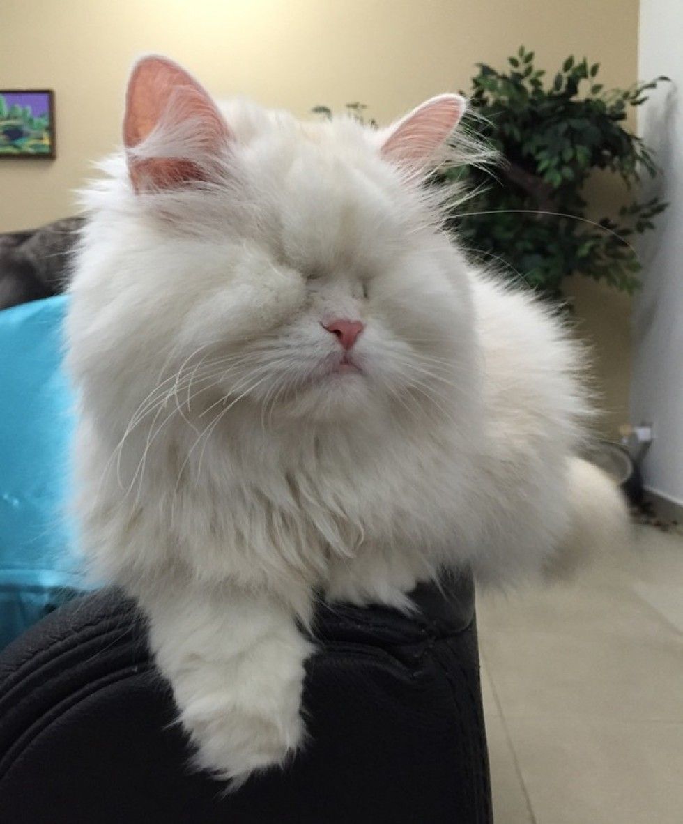 Cat Is Blind Due To Neglect Her Life Turned Around By Love Love Meow 6534