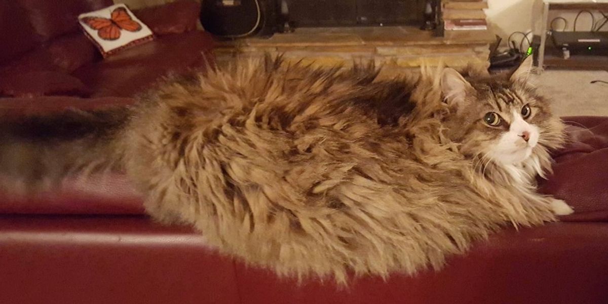 Woman Spent 7 Months to Bring Love Back into Cat that Others Thought Wasn’t Capable of Love