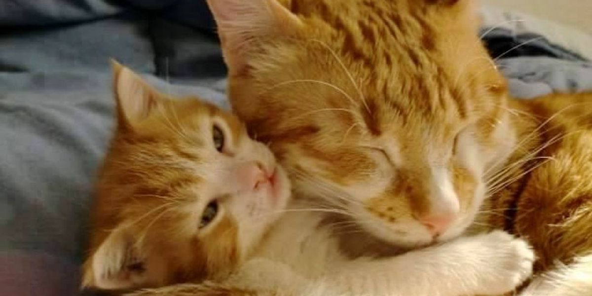 Rescue Cat Becomes Dad To Foster Kitten And Teaches Him How To Love Rescue Cat Becomes Dad To Foster Kitten And Teaches Him How To Love