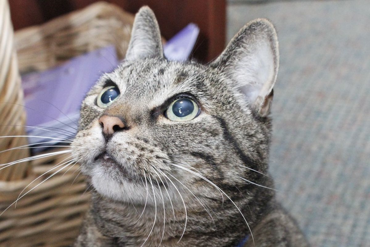 Tabby Cat Showed Up on Doorstep at Retirement Community and Kept Going Back for Love