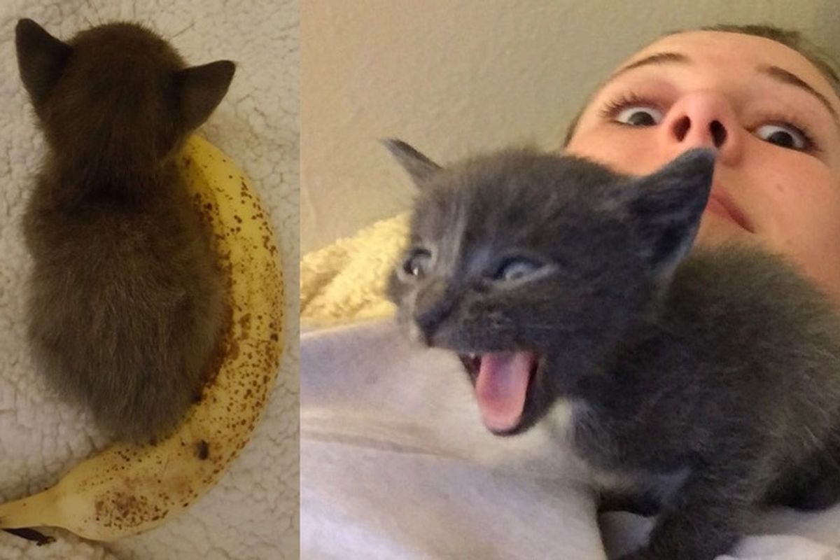 Kitten Smaller than a Banana Meows Aloud for Food and Love, Her Humans Don't Stand a Chance!