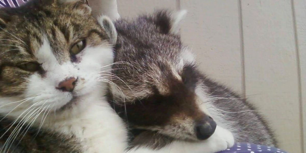 Barn Cat Helped Rescued Raccoon Get Back to the Wild Love Meow