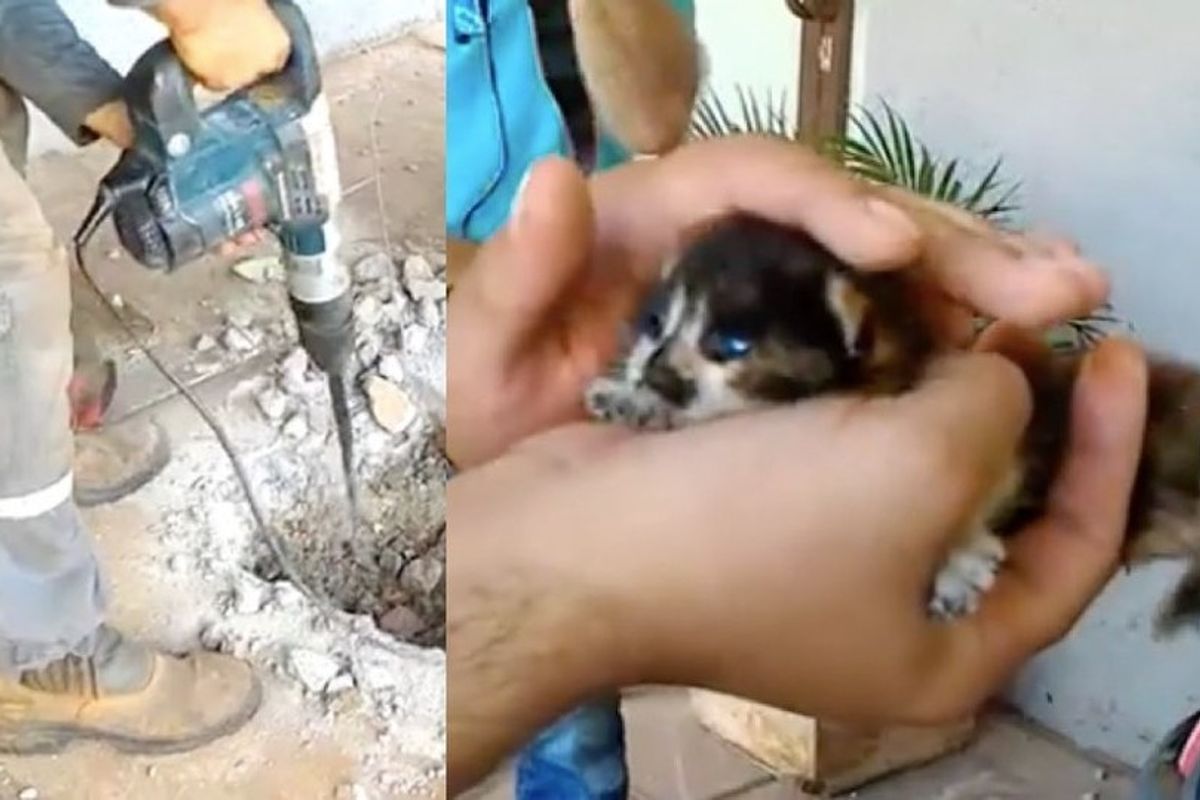 They Heard Kitten Cries Underground and Knew Just What to Do