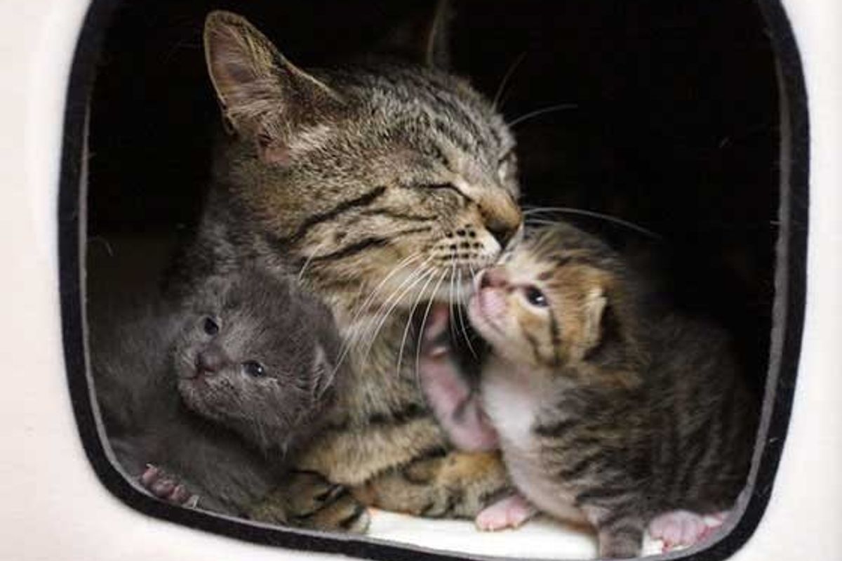 Stray Tabby Cat Chooses a Man to Help Her Raise Her Two Tiny Babies