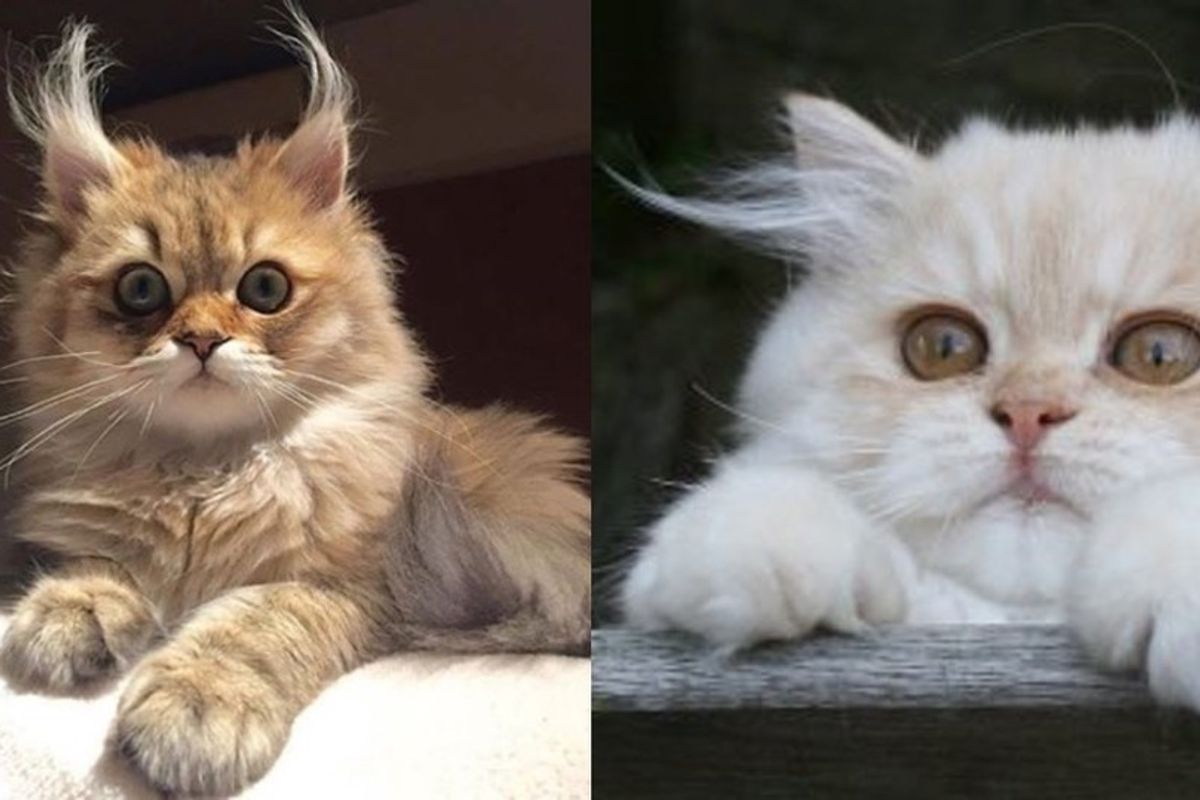 cats with crazy ear tufts