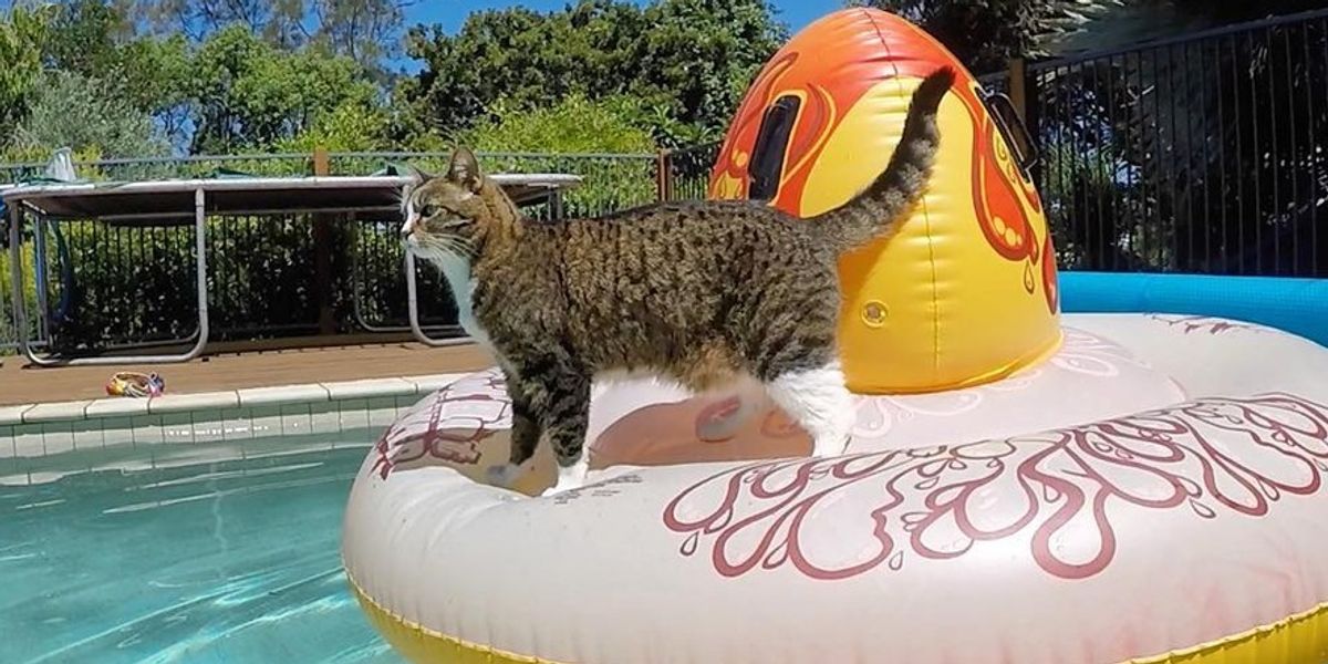 This Cat Will Jump on Anything That Floats on Water - Love Meow