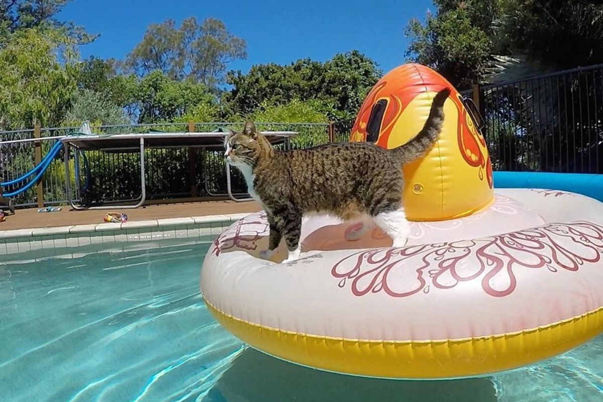 didga cat on pool float
