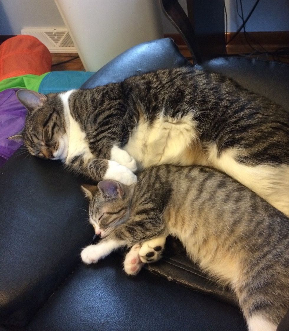 The Joy When Mama Cat Gets Adopted Together with Her Kitten - Love Meow