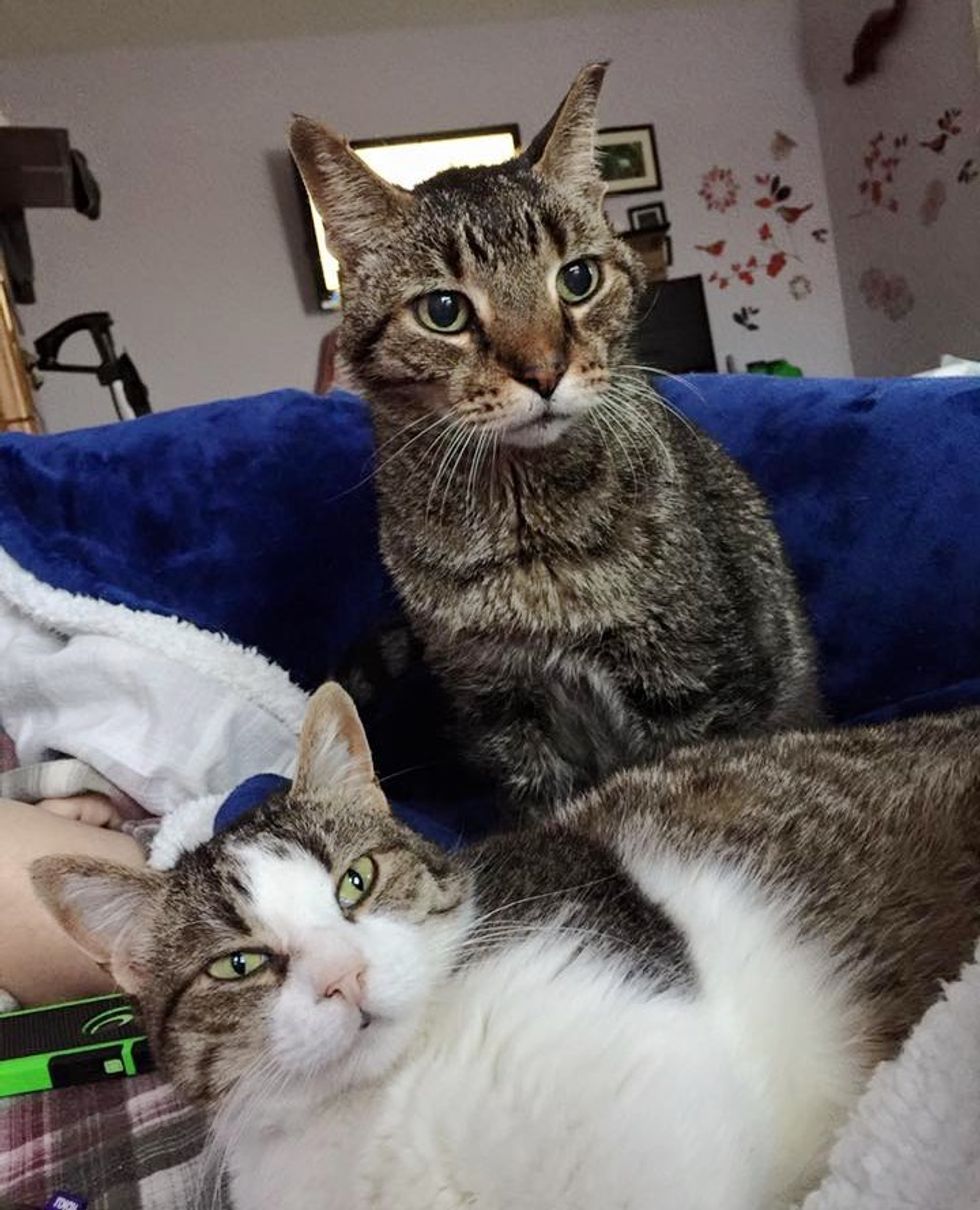 16YearOld Cat Lost His only Home, Tells His New Family How Happy He is to be Loved Again