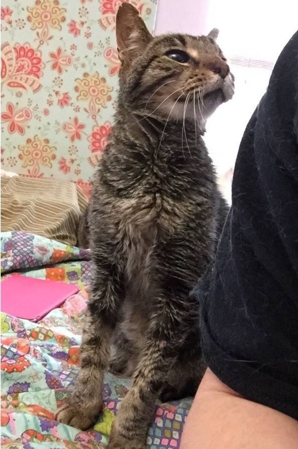 16YearOld Cat Lost His only Home, Tells His New Family How Happy He is to be Loved Again