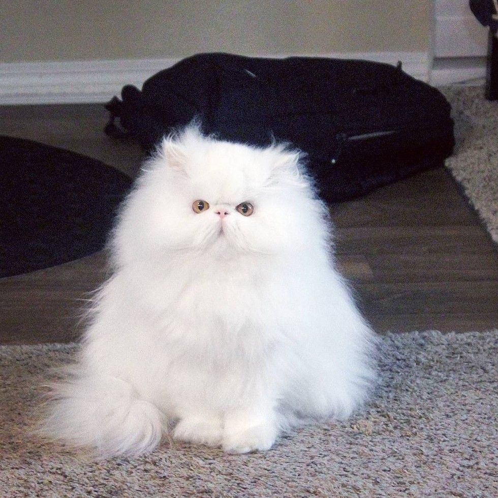 The Happiness When This Rescue Persian Has a Good Home for the First