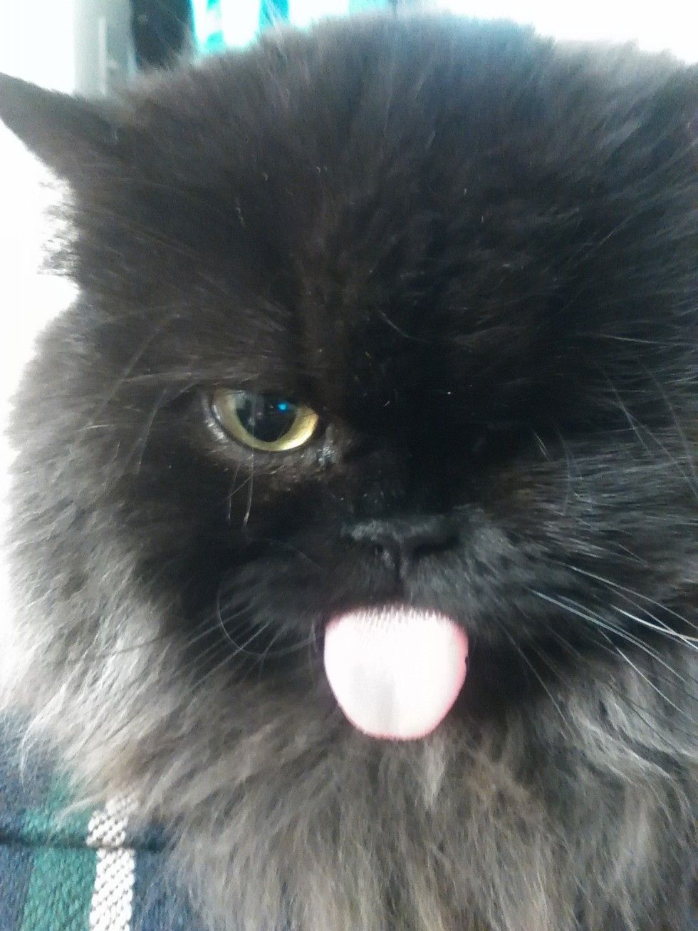 Cat with an Underbite and a Wink is Saved by Vet from Death Row Love Meow