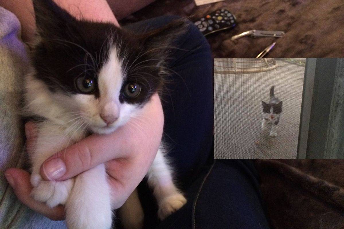 Stray Kitten Walks into Woman’s Life When She Needs Him the Most