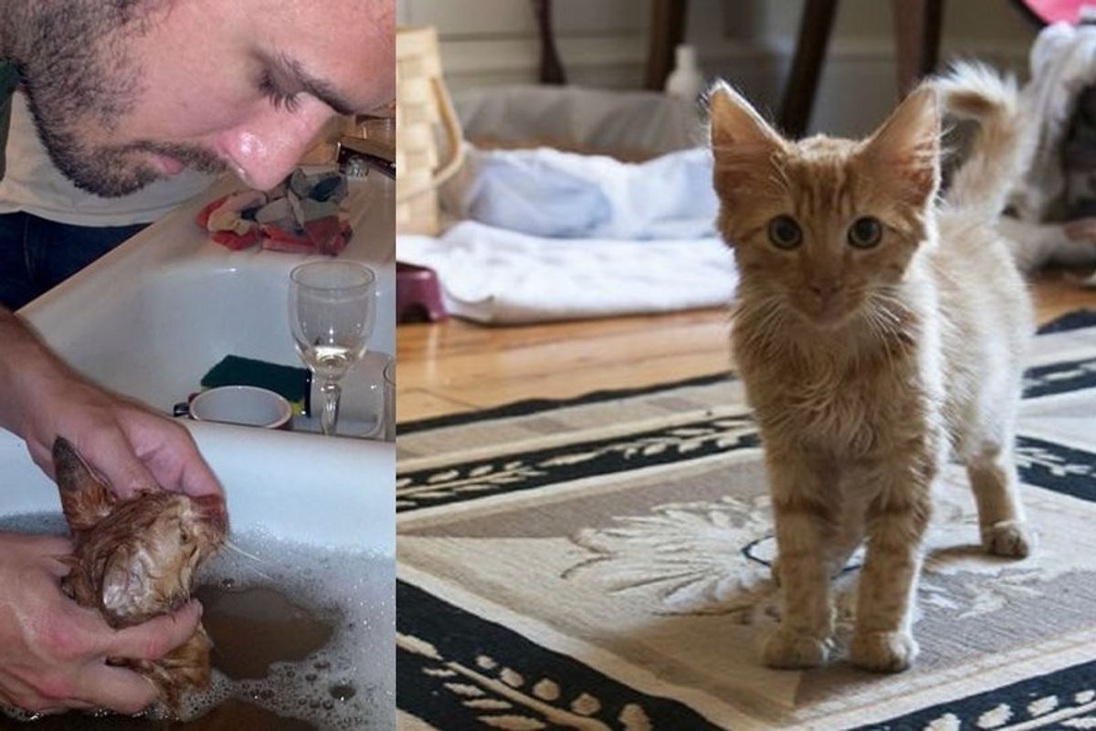Man Saves Cat from Woods and Nurses Him Back to Health