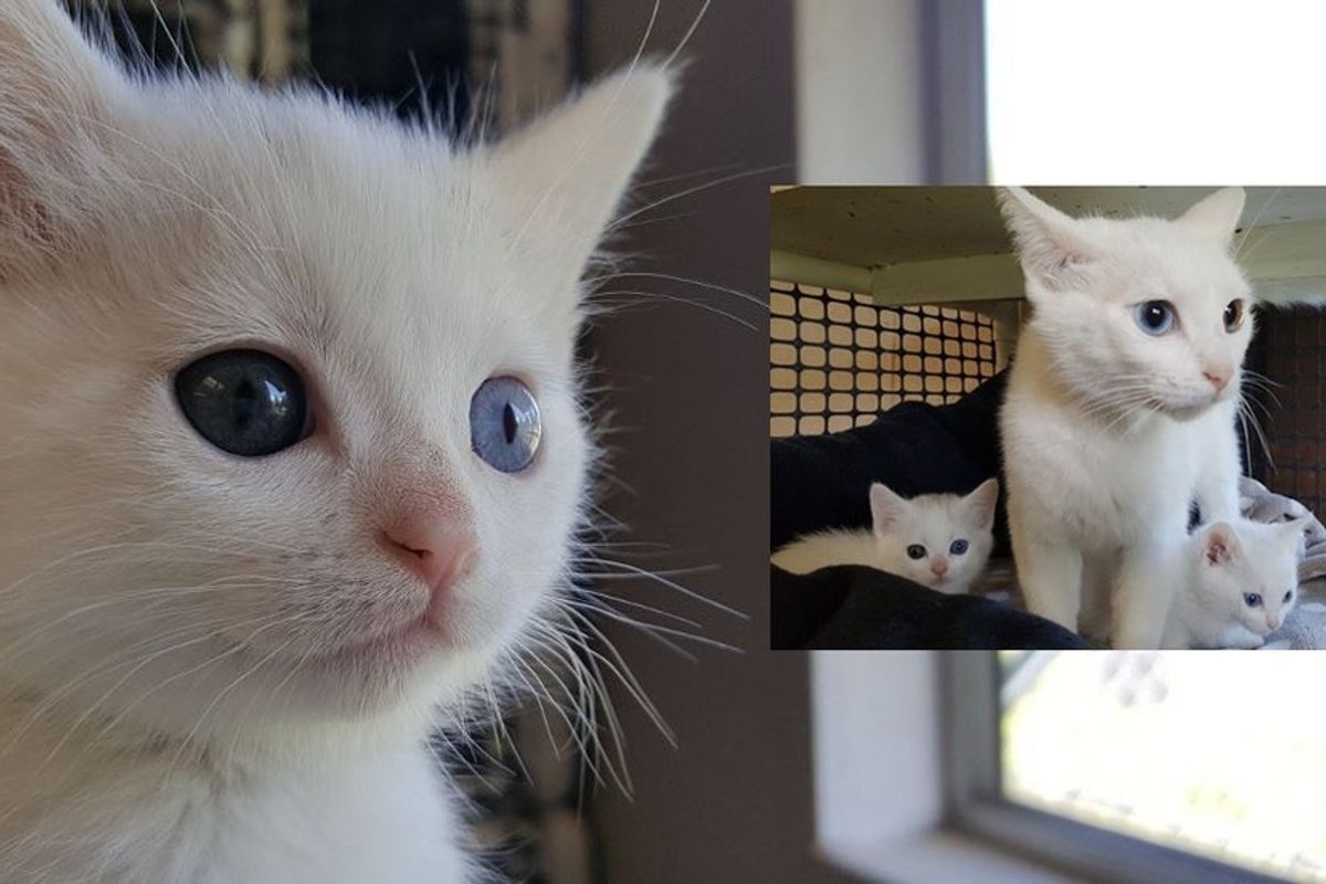 Odd-eyed Cat Mom Found Along with Her Two Mini Me's Behind Vet's Office