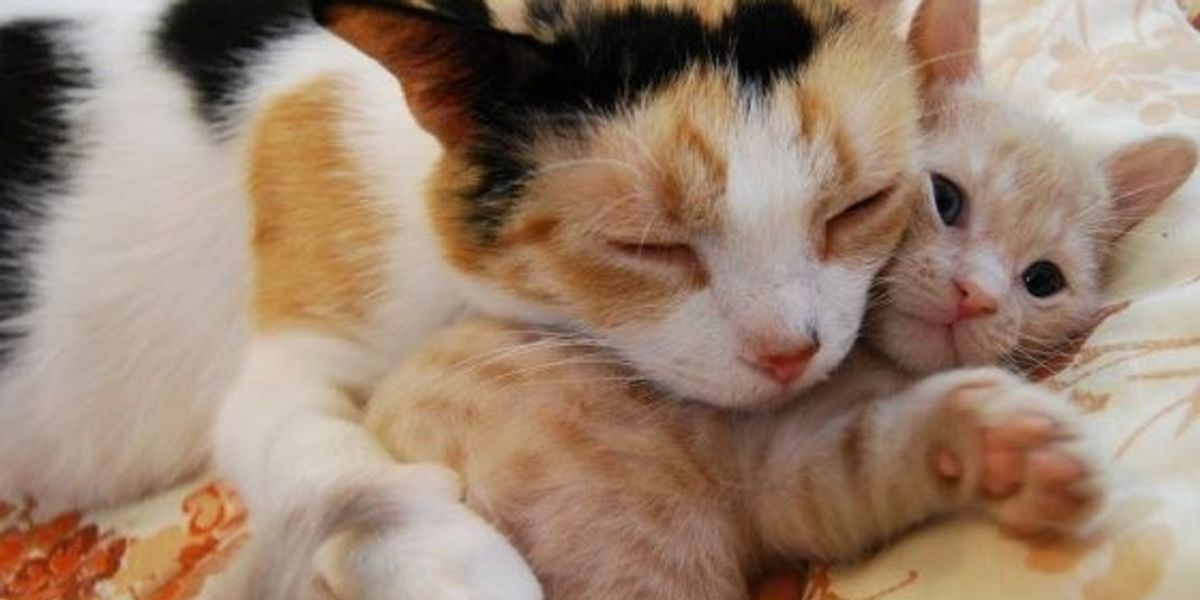 Rescue Cat Mama's Love for Her Only Ginger Boy Love Meow