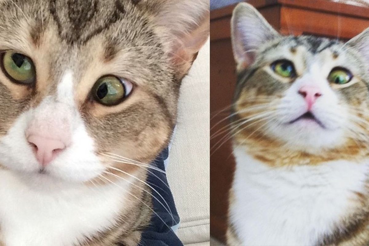 Cat with Googly Eyes from Rescue to Living the High Life