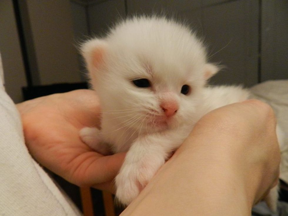 Cottontail the Cat Rescued Just In Time to Deliver 3 Tiny Cotton Balls