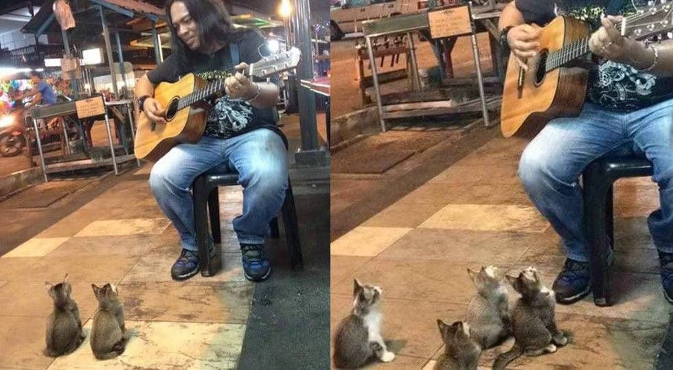 Man Serenades to 4 Kittens and Keeps Them Enthralled