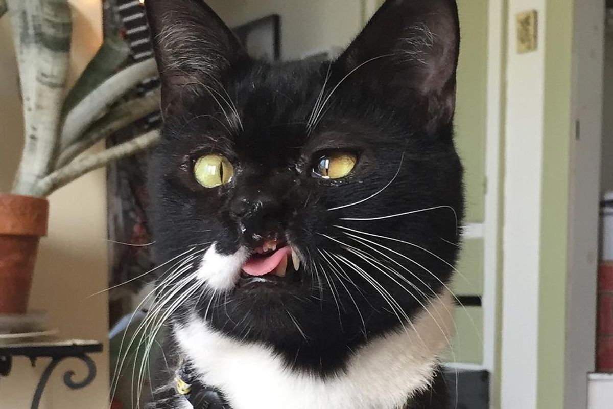 Kitty with a Quirky Face Finds Forever Human Who Adores Everything About Him