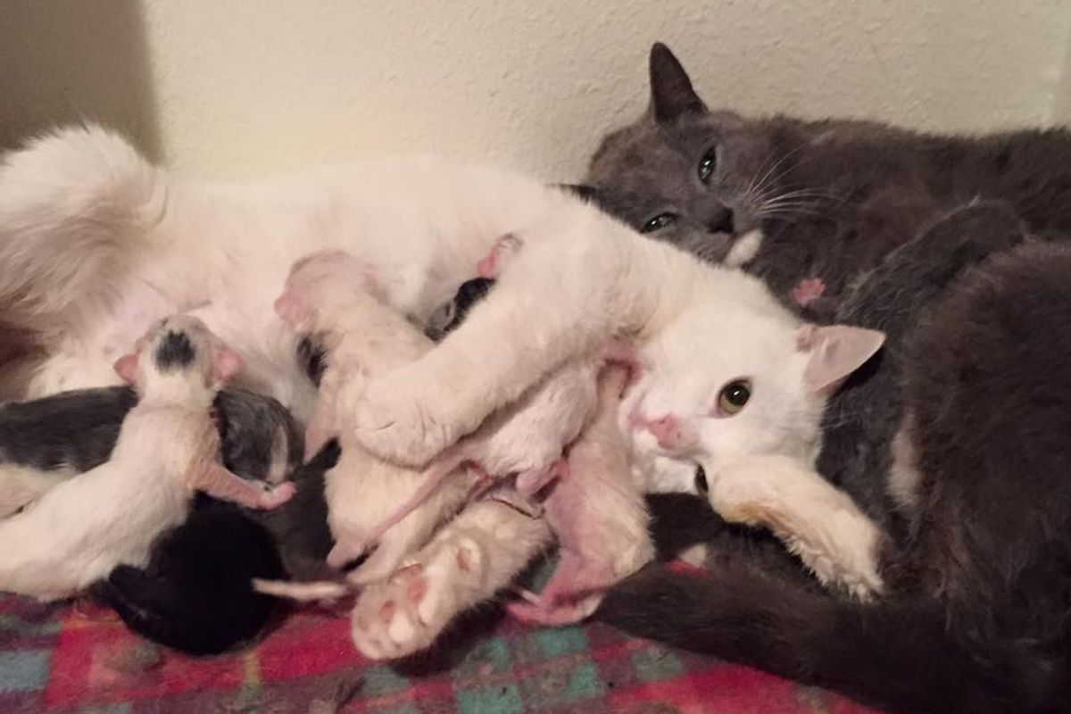 2 Rescue Cat Moms Decide to Go into Labor at the Same Time and Care for Each Other's Babies