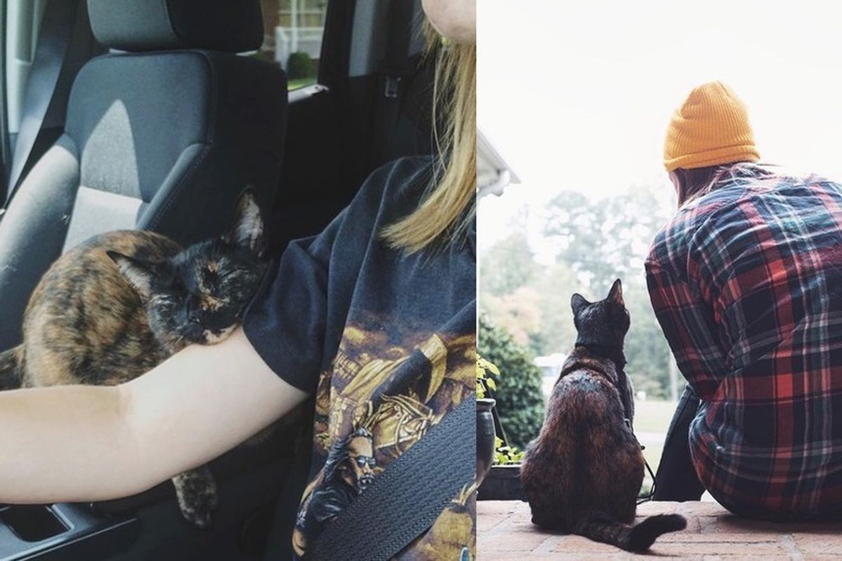 Tortie Cat Falls into the Heart of Her Rescuer and Follows Her on Different Adventures