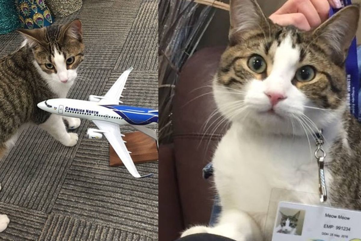 Canadian Airline Looks After Cat for Evacuee and Even Gives Cat Her Very Own ID