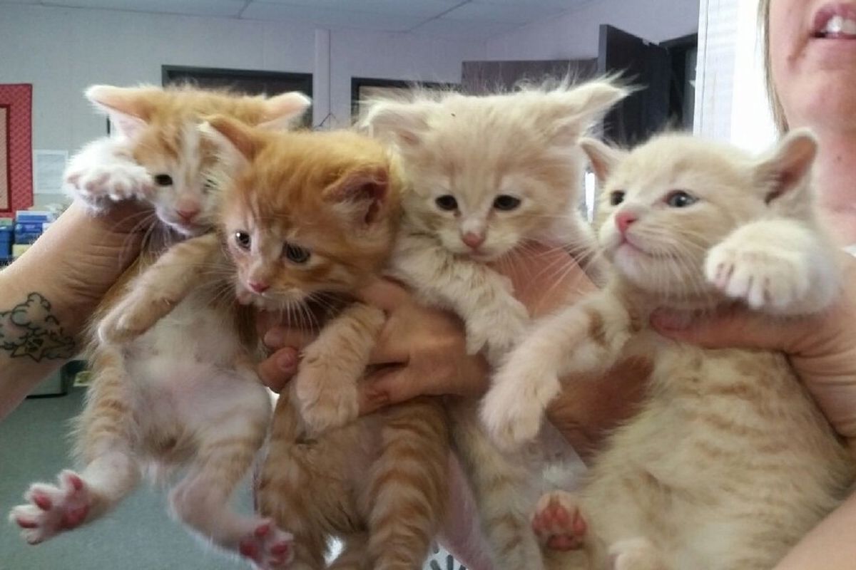 Four Rescue Ginger Brothers, Three Born without a Tail