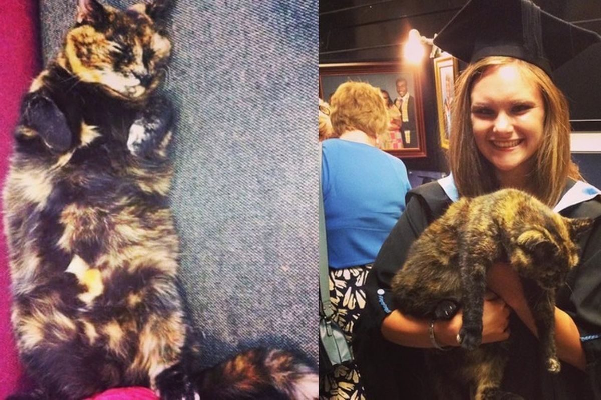 After 14 Years, Tortie Cat Becomes Honorary President for Students' Union